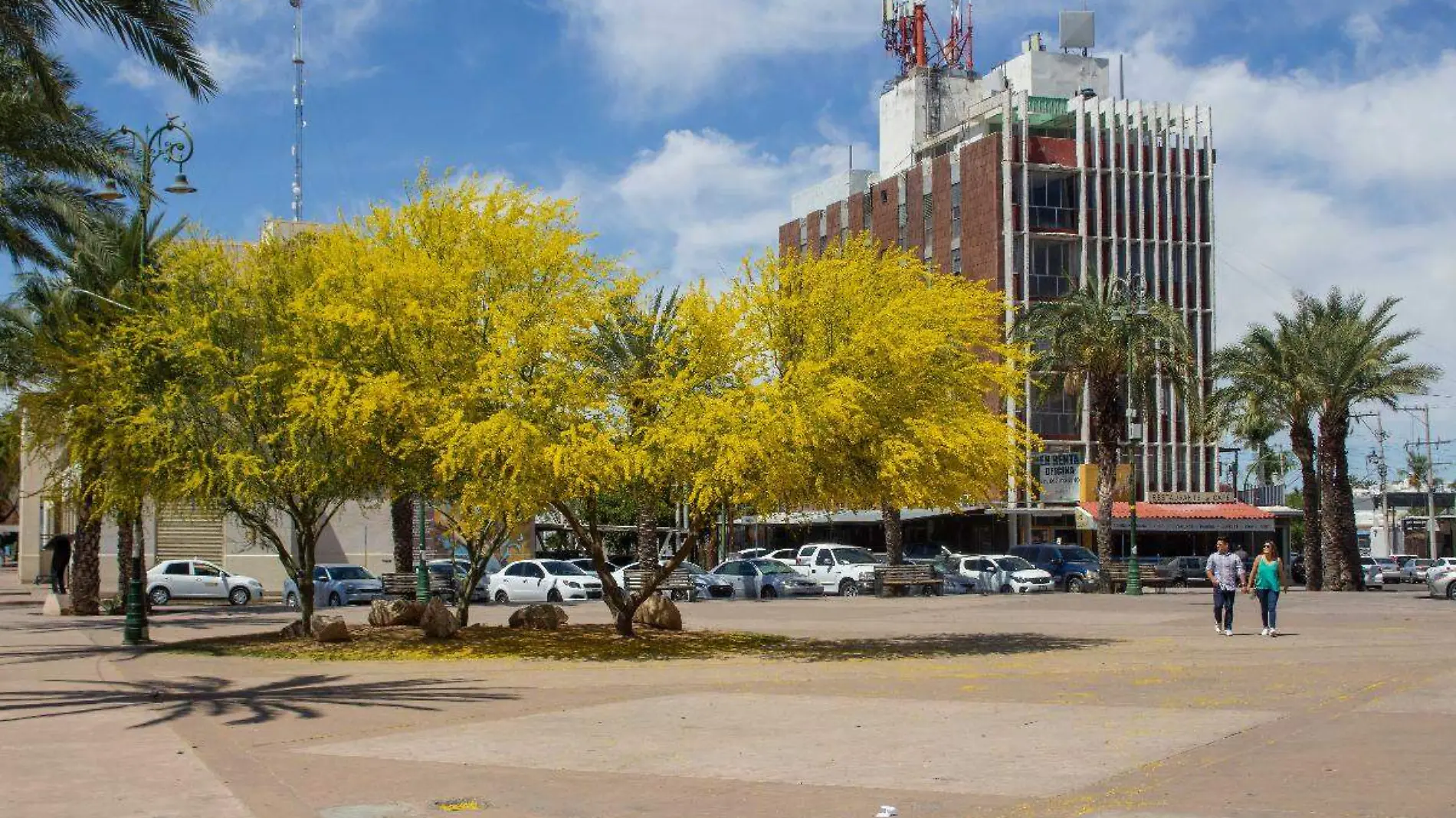 Árbol de palo verde en Hermosillo